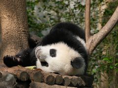 -成都大熊猫繁育研究基地