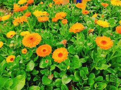 -上海新江南大酒店-中餐厅