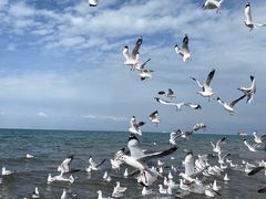 -青海湖国家重点风景名胜区