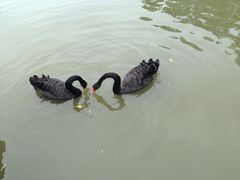 -溱湖国家湿地公园