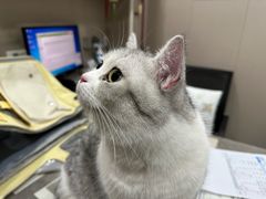 -四月宠物医院·猫专科·心脏专科·内科(转塘店)