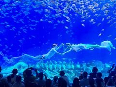-合肥海洋世界