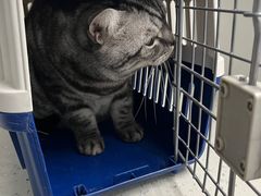 -纳吉亚猫专科动物诊疗中心(蒋宅口分院)