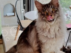 -十年猫舍·猫咪专门店(普陀店)