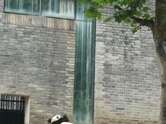 -都江堰中华大熊猫苑
