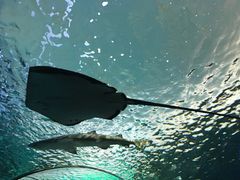 -瑞普利水族馆