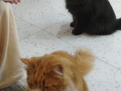 -喵园·猫主题咖啡厅·撸猫·猫咖(国贸店)