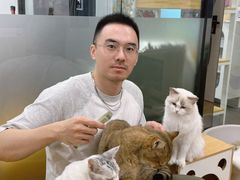 -有喵·猫咖·狗咖·30几只猫10只小狗(岗厦店)