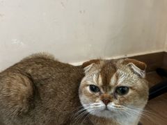 -楼上猫咖(罗湖店)
