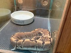 -上海大自然野生昆虫馆(东方明珠·爬宠昆虫探索中心)