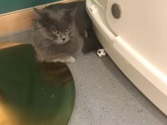 -飞行喵MR PILOT|猫舍·猫咖(静安大融城店)