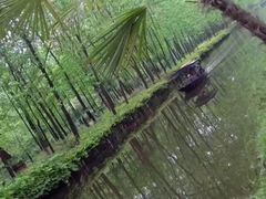 -合肥滨湖国家森林公园