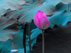 -长广溪湿地公园