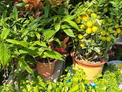 -溪岸路花鸟市场