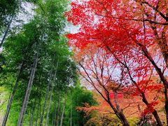 -常寂光寺