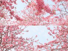 -天适樱花悠乐园