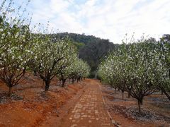 -南国桃园旅游度假区