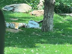 -北京野生动物园