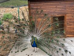 -大塘金香草谷