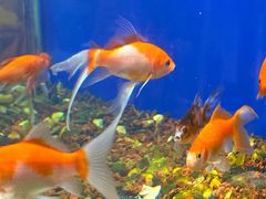 -蚝翅·海鲜粥·烧烤·龙虾季(海曙天一店)