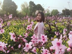 -南汇桃花村