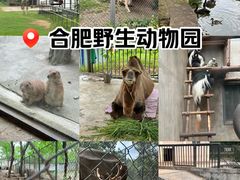 -合肥野生动物园