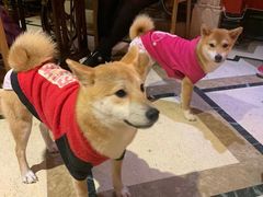 -猫色咖啡·猫咖