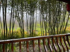 -合肥滨湖国家森林公园