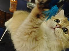 -大悦城(沈阳中街店)