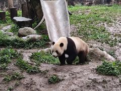 -都江堰中华大熊猫苑