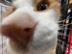 -四月宠物医院·猫专科·心脏专科·内科(转塘店)