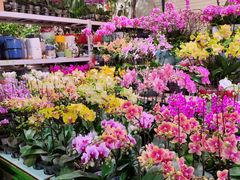 -朝来春花卉市场