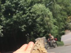 -原山国家森林公园