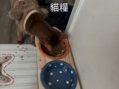 -瑞鹏宠物医院华南总院·夜诊·心脏科·骨科
