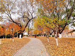 -永定河休闲森林公园