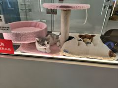 -babydoll猫舍·米努特·德文·缅因(久光中心店)