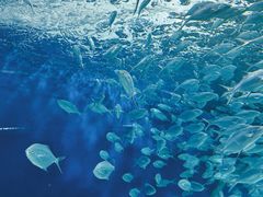 -上海海洋水族馆