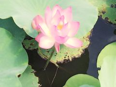 -天津东丽湖风景区