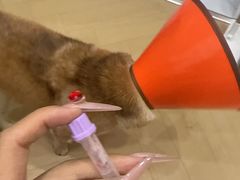 -守诺宠物医院·眼科· 神经外科·爬宠专科(虹口店)