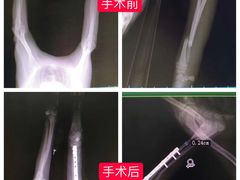 -乐派堂宠物医院·猫友好· 心脏科(东街店)