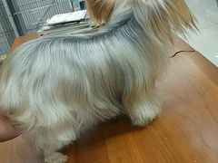 -米卢宠物公园(广华居店)