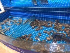活鲍鱼-乔哥铭洋海鲜自助(皇城恒隆广场店)