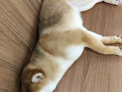 -柯斗斗主题餐厅·狗咖·围炉煮茶·茶饮(国瑞升平里店)