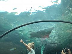 -悉尼海洋生物水族馆