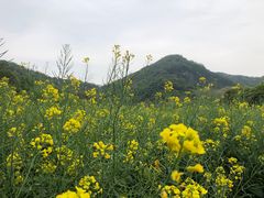 -八卦田遗址公园