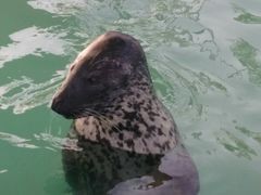 -北戴河圣蓝海洋公园