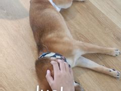 -柴犬小屋·柴餐厅·狗咖食堂(金鼎广场店)