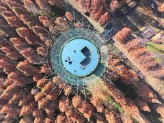 -黄海国家森林公园