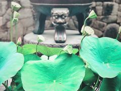 -普陀山风景名胜区-法雨禅寺