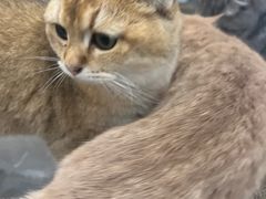 -楼上猫咖(罗湖店)